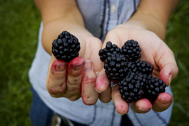 GIANT BLACKBERRY * BULK 1000 SEEDS* MEDICINAL*ANTIOXIDANT*HEALTHFUL*TRIPLE CROWN