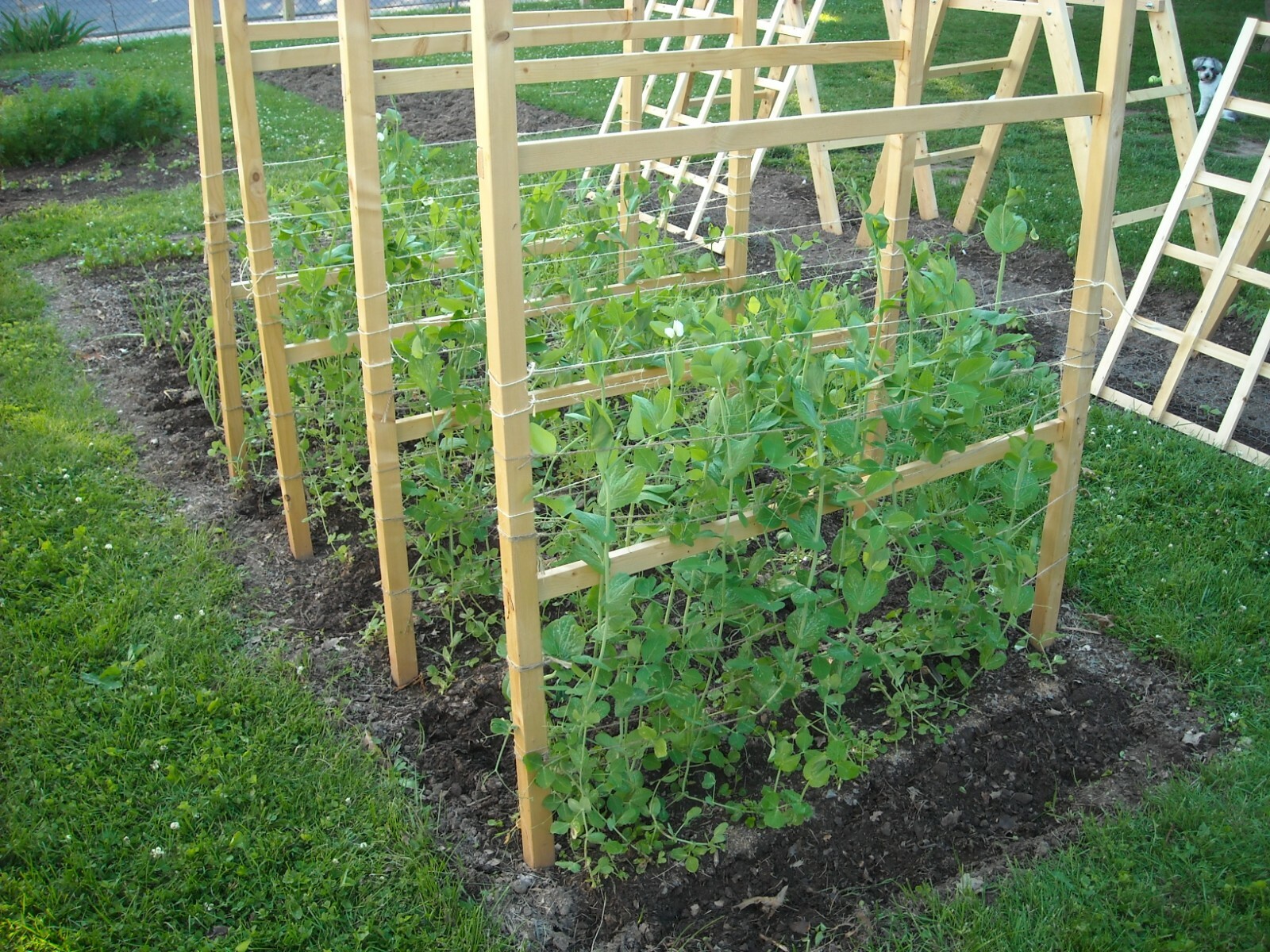 Peas – Sugar Snap – Sugar Ann, Pisum sativum
