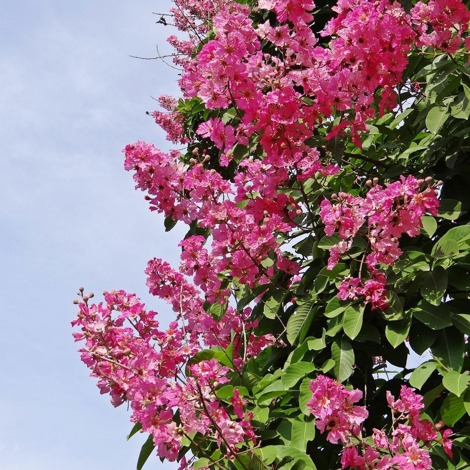 Crape Myrtle Seeds for Planting Pink Flowering Tree & Shrub, NonGMO Perennial
