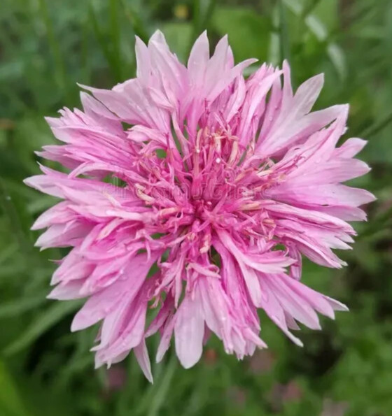 PINK BACHELOR BUTTON SEEDS 400+ TALL CORNFLOWER flower GARDEN Centaurea Cyanus