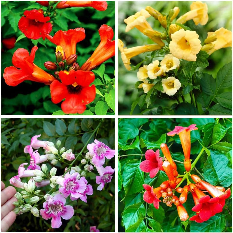 100+Hummingbird Trumpet Vine Plant Seeds-Trumpet Creeper Seeds Non