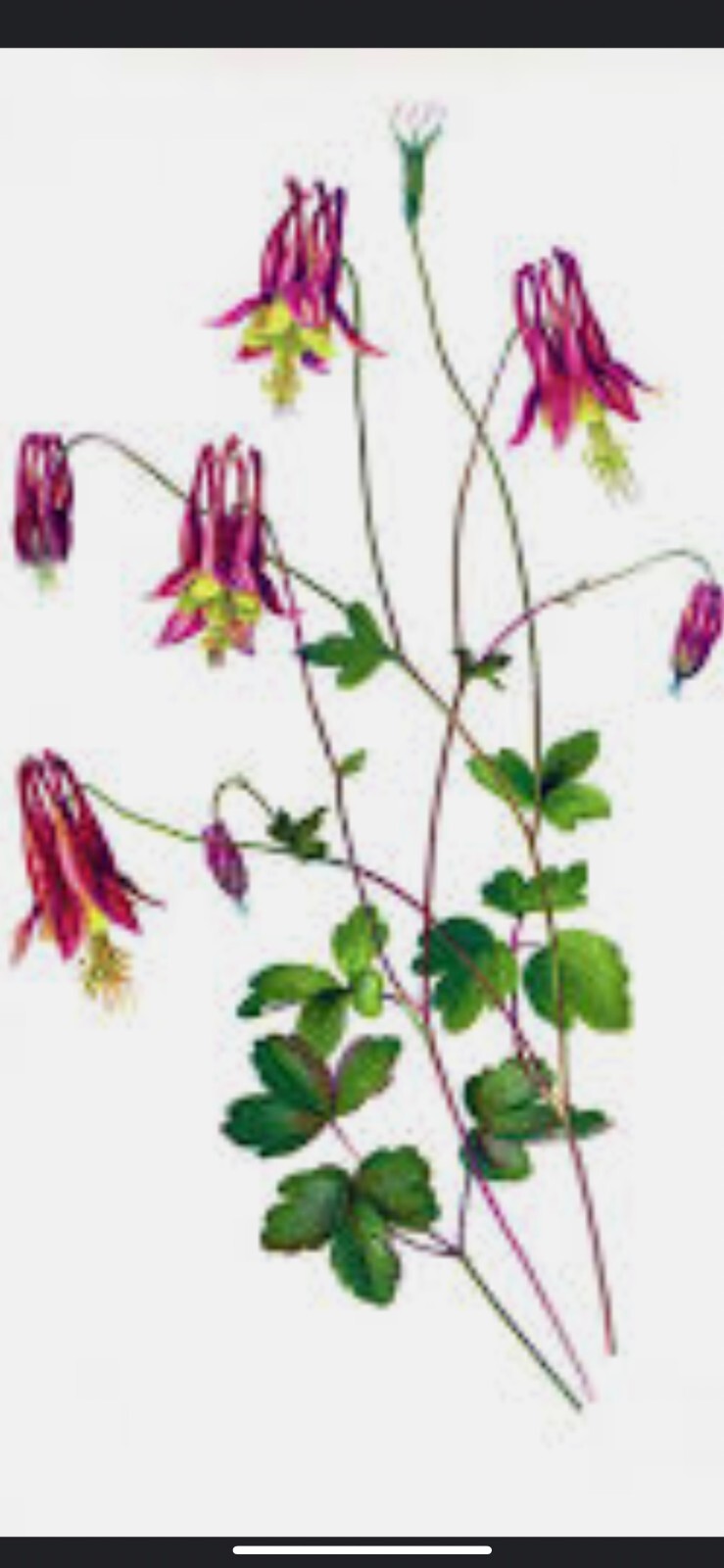 100+ Columbine Seeds 2024 Mixed Blue Purple Pink Flower Spring Perennial in USA