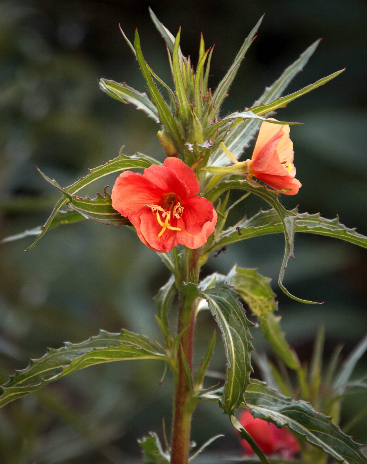 10 SUNSET BOULEVARD PRIMROSE Orange Evening Blvd Oenothera Versicol Flower Seeds