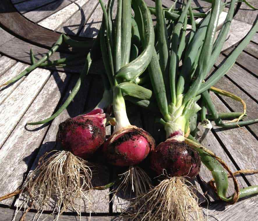 401+RED GRANO SWEET ONION Seeds Short Day Organic Spring Fall Vegetable Garden
