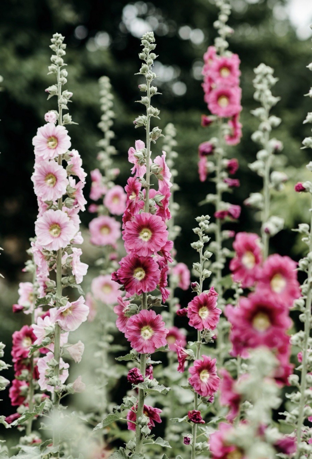200 Hand Picked, Fresh Hollyhock Seeds. Variety Of Pink Hues