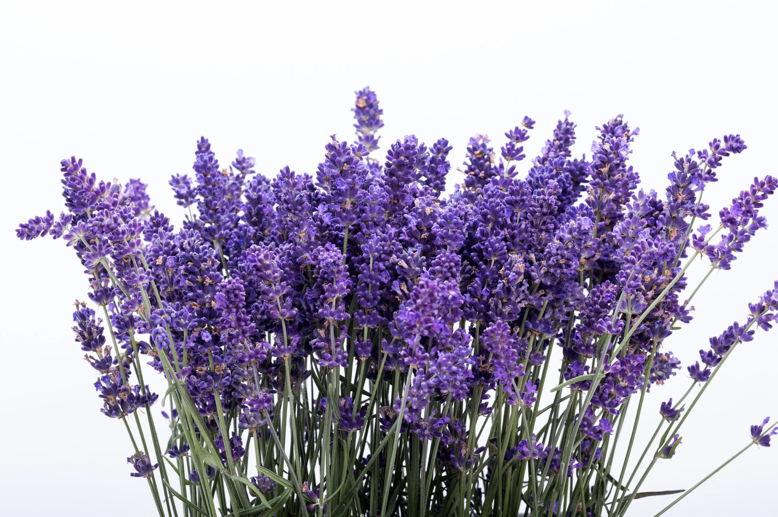 300 ITALIAN LAVENDER Lavandula Angustifolia Blue Purple Flower Herb Seeds