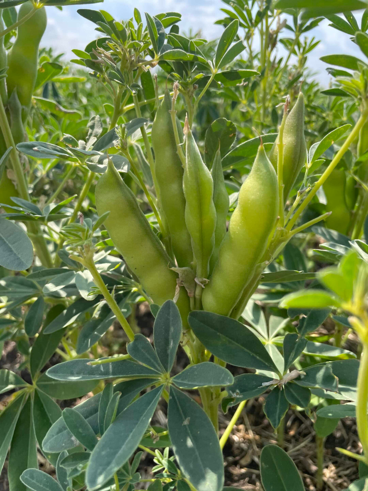 Mammoth Lupini / Lupin Bean Seeds (25) / ORGANIC / BUSH BEAN / VERY RARE /