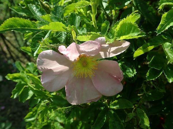 Rosa palustris | Wild Rose | Swamp Rose | Willow-Leaved Hudson Rose | 10 Seeds