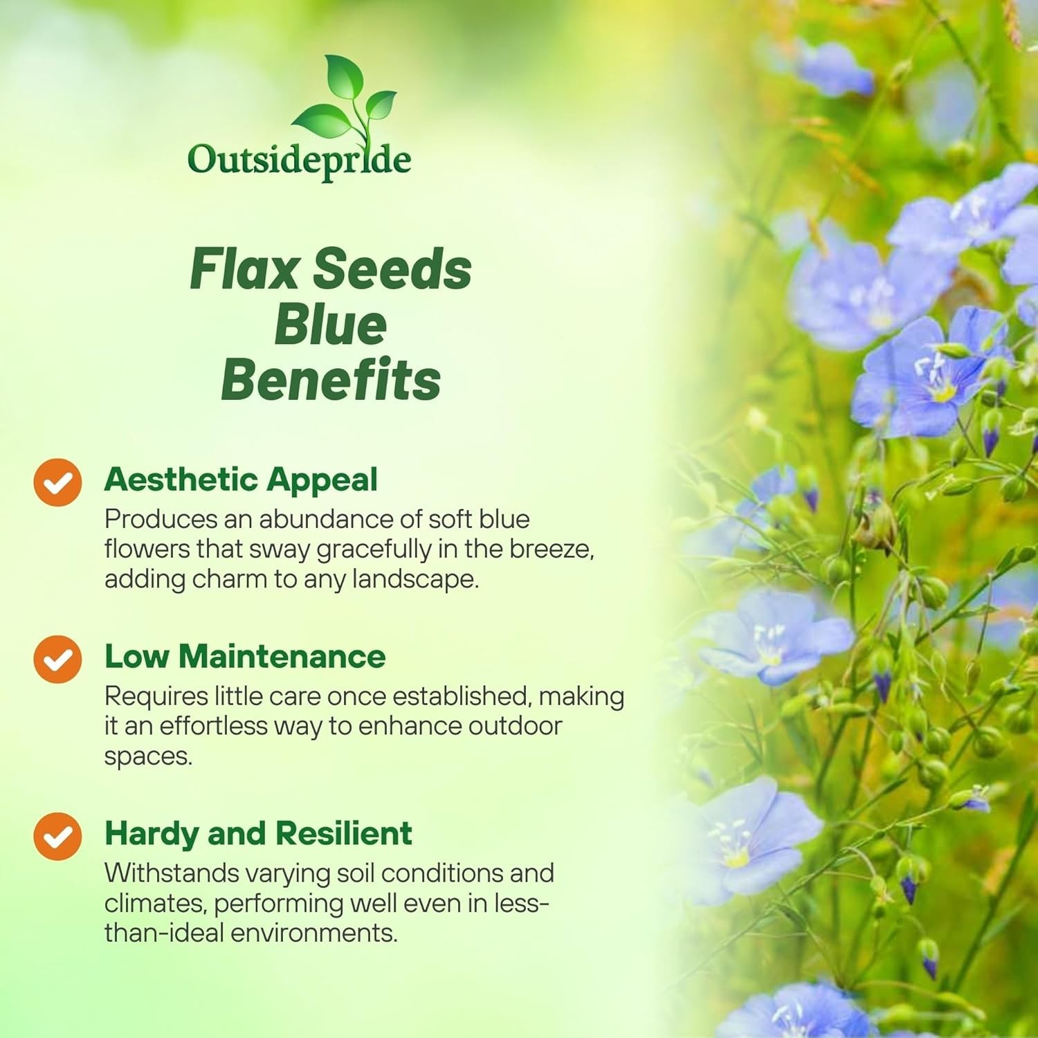 Easy Planting 5000 Blue Flax Seeds – Attract Pollinators & Enhance Your Garden