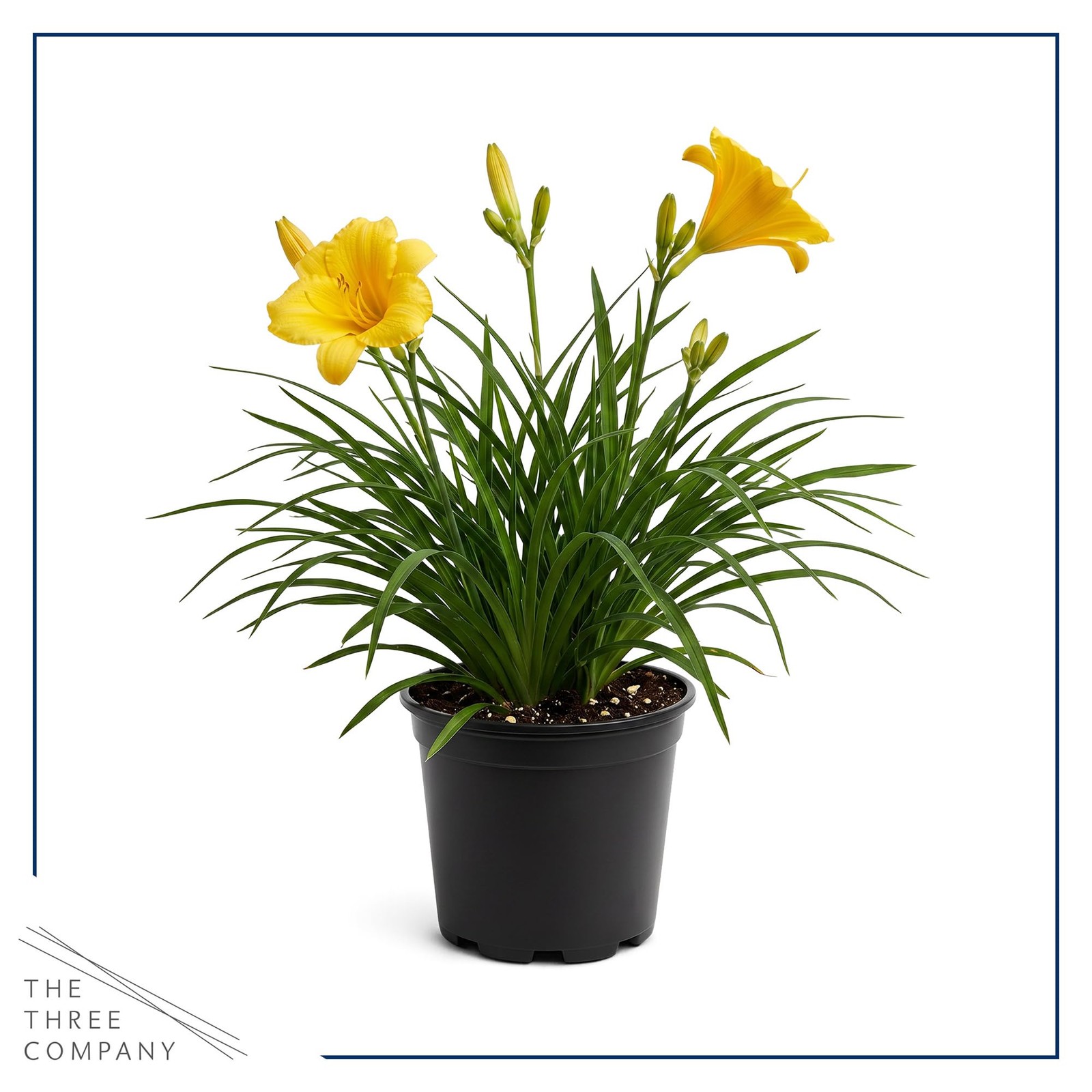 Day Lily – Yellow, Live Flowering Perennial, Beautiful Spring and Summer Bloo…