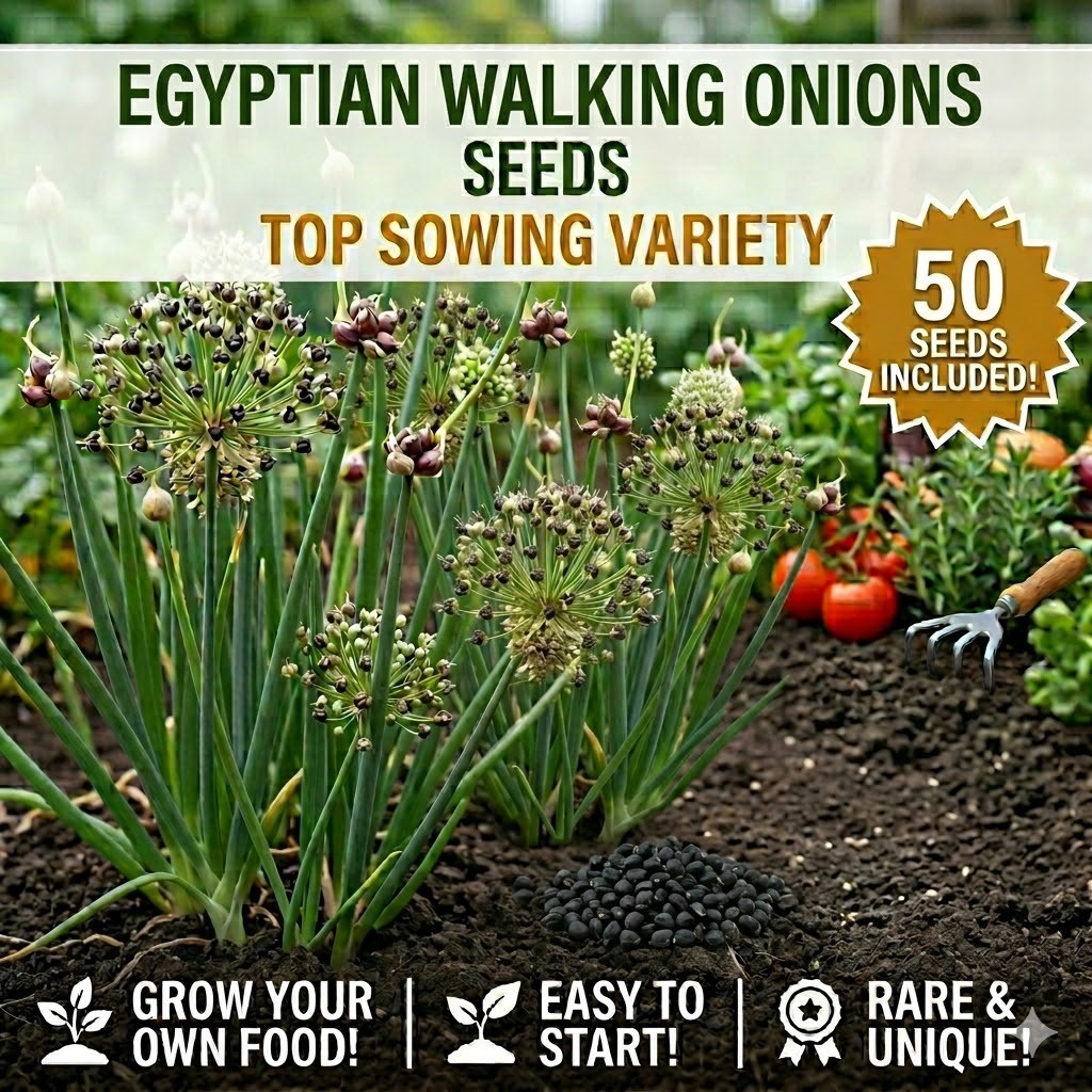 50 Egyptian Walking Onion SEEDS ~ Perennial Seeds Top sets Heirloom