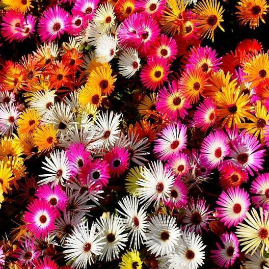 Daisy ICE PLANT LIVINGSTONE Mix Dwarf 5″ Groundcover Drought Tolerant 2000 Seeds