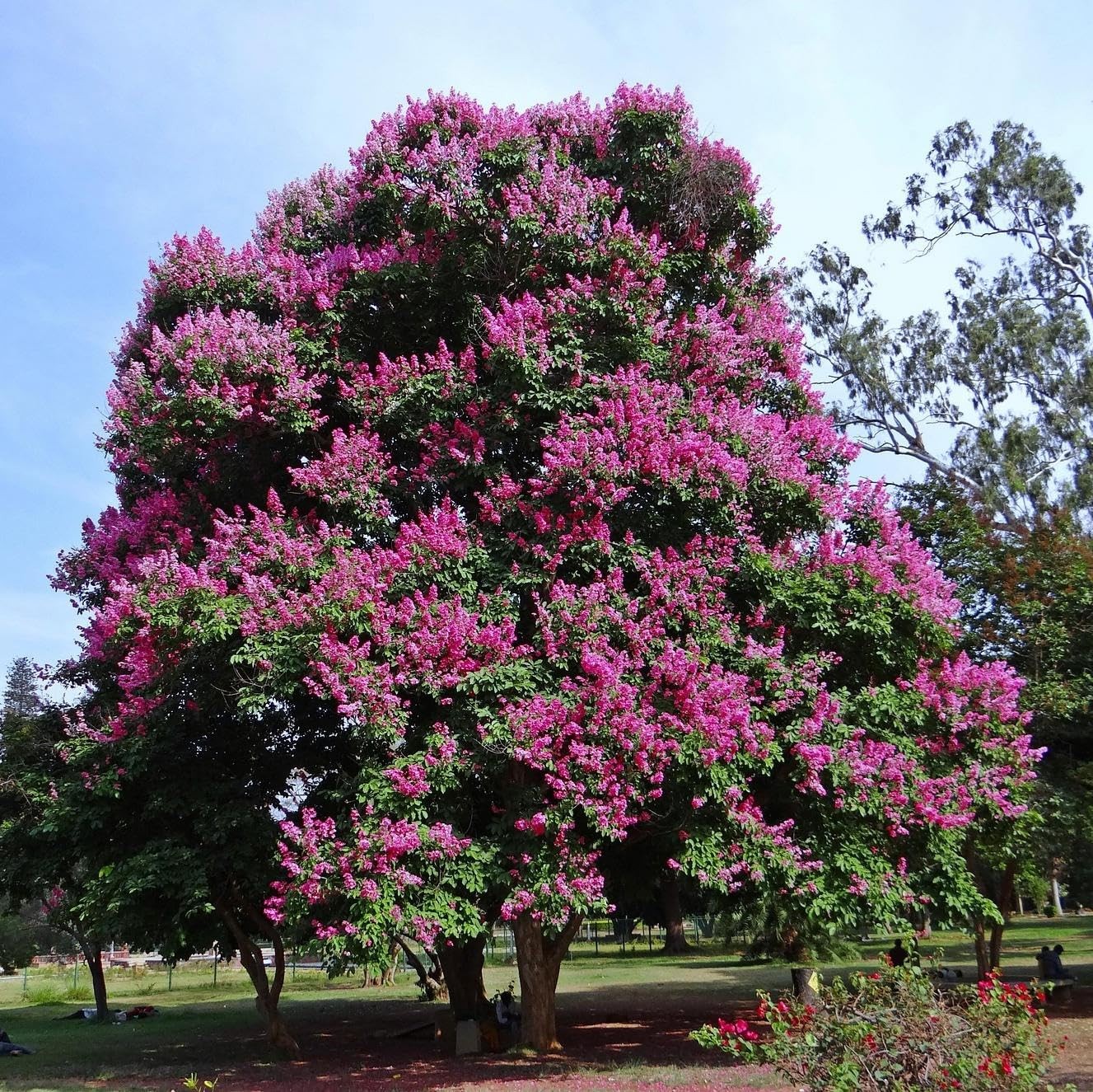 Crape Myrtle Seeds for Planting Pink Flowering Tree & Shrub, NonGMO Perennial