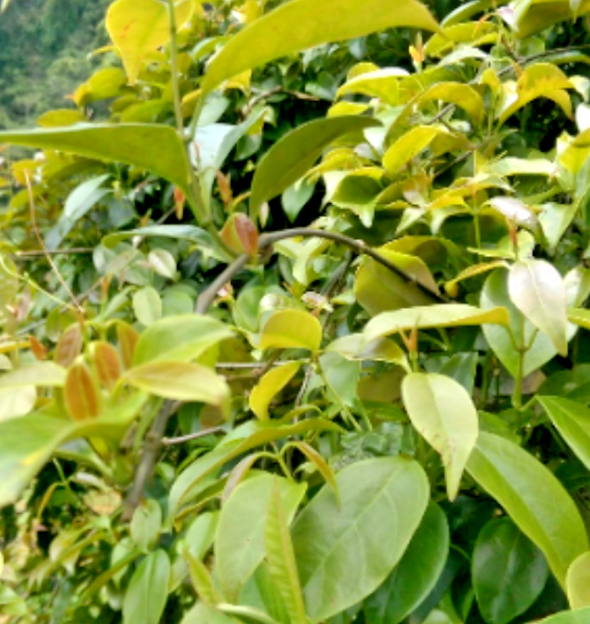 ✅ LA GIANG sour creeper hat giong la giang vn Rang Dong La Giang RADO seed pack
