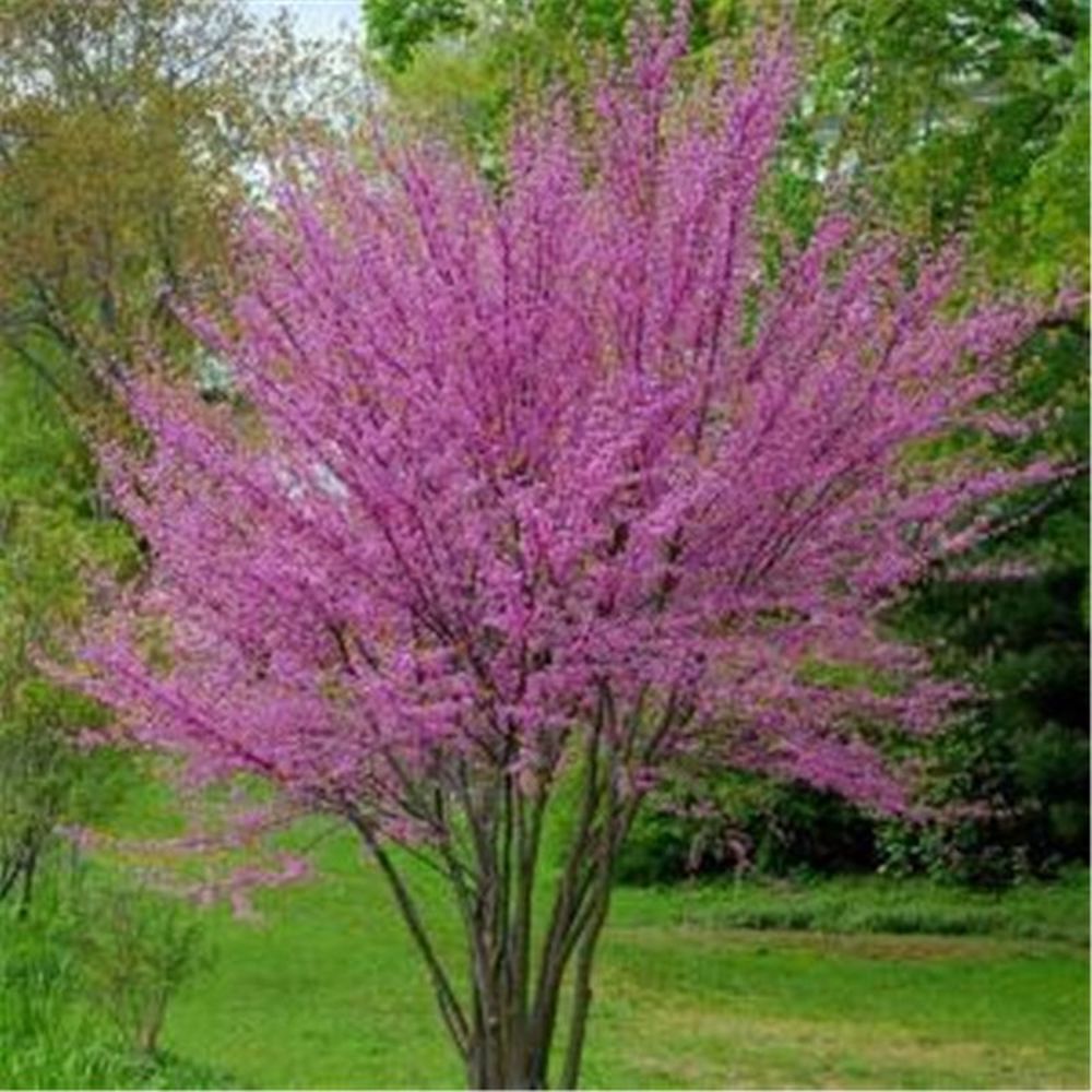 (10) WEEPING SAKURA CHERRY TREE SEEDS rare exotic flower USA SELLER W/TRACK
