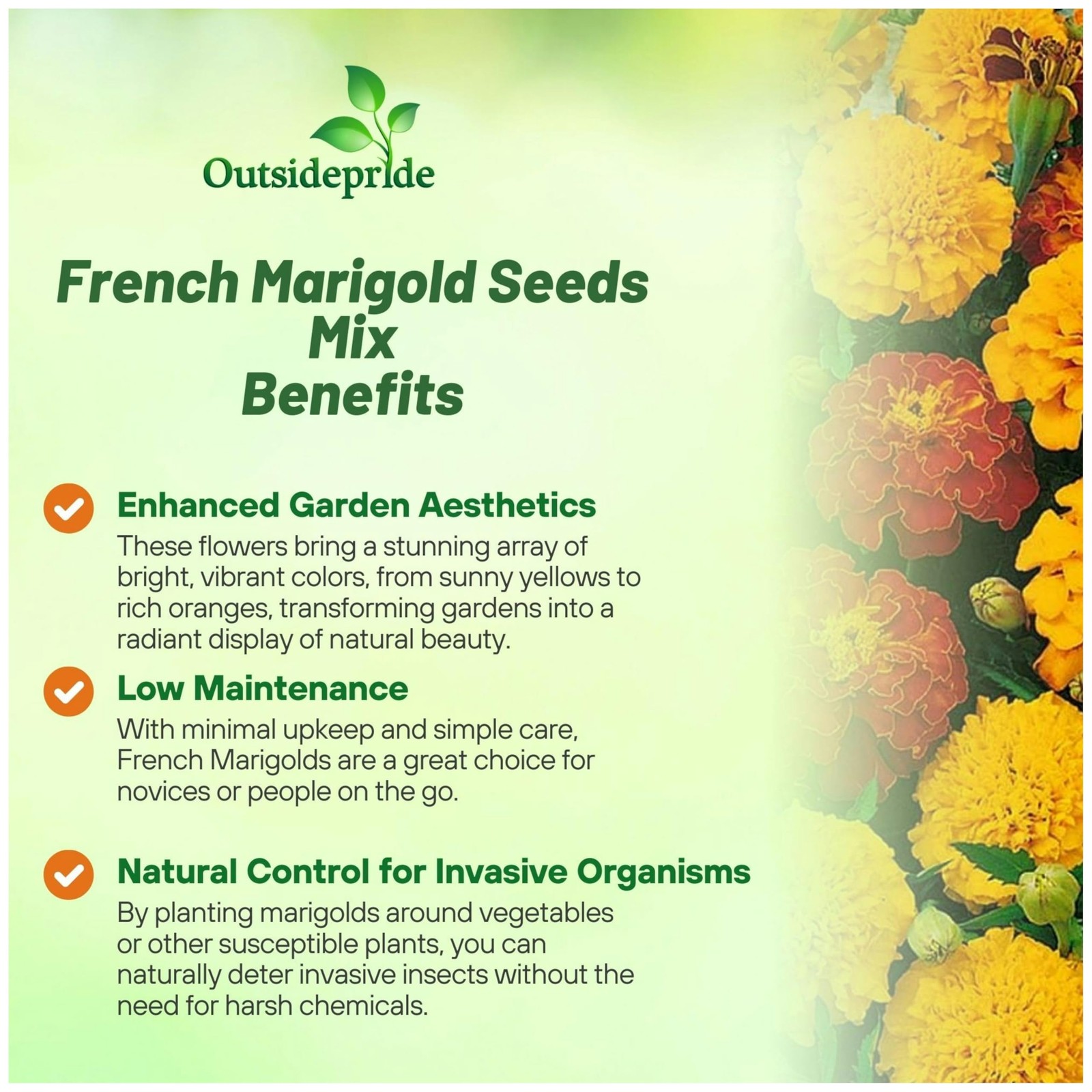 French Marigold Seeds Mix 1000 Pcs Annual, Compact, Heat & Drought Tolerant …
