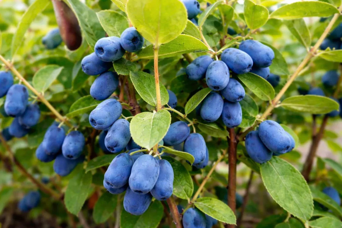Honeyberry Seeds (Lonicera caerulea) Blue Honeysuckle Fruit Shrub Zone 2 Hardy