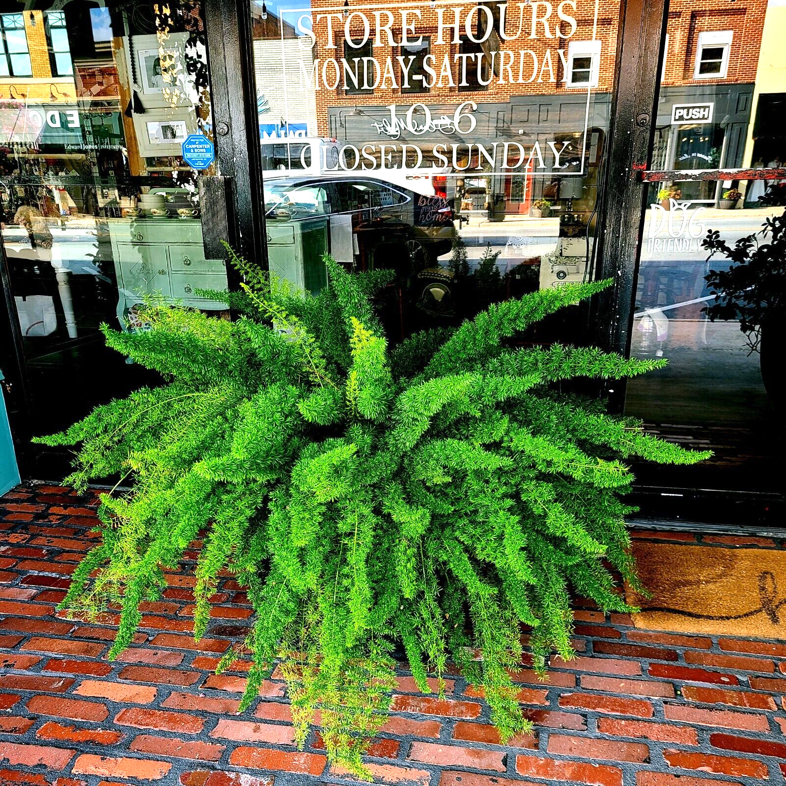 100 ASPARAGUS FOXTAIL FERN Seeds Myers Houseplant Tropical Flower Garden RARE!