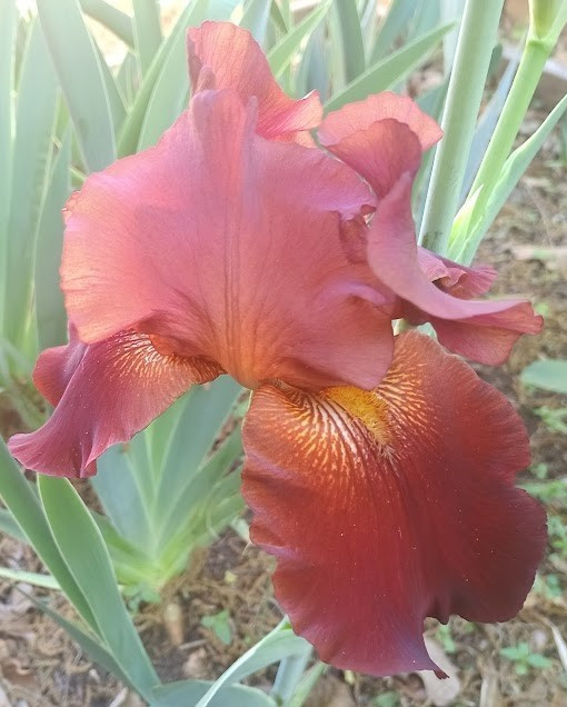 (4) TALL BEARDED IRIS RHIZOME RANDOM MIX BEAUTIFUL FLOWERS ROOT GARDEN PLANTS