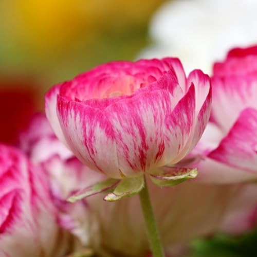 Ranunculus Bulbs – Picotee Pink – Beautiful Pink and White Flowers – Large 20