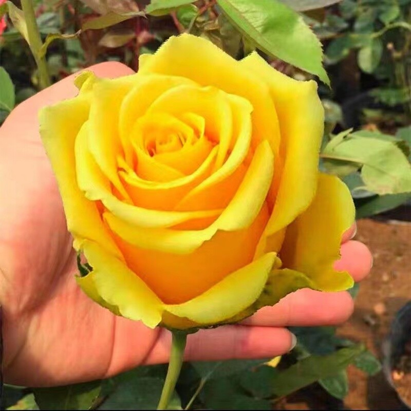 20 ROSE FLOWER SEEDS classic rare plant garden for stratification/germination