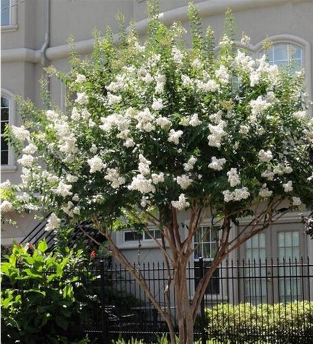 25pc CRAPE/CREPE MYRTLE SEEDS Garden Plant Flower Bloom USA seller FREE shipping