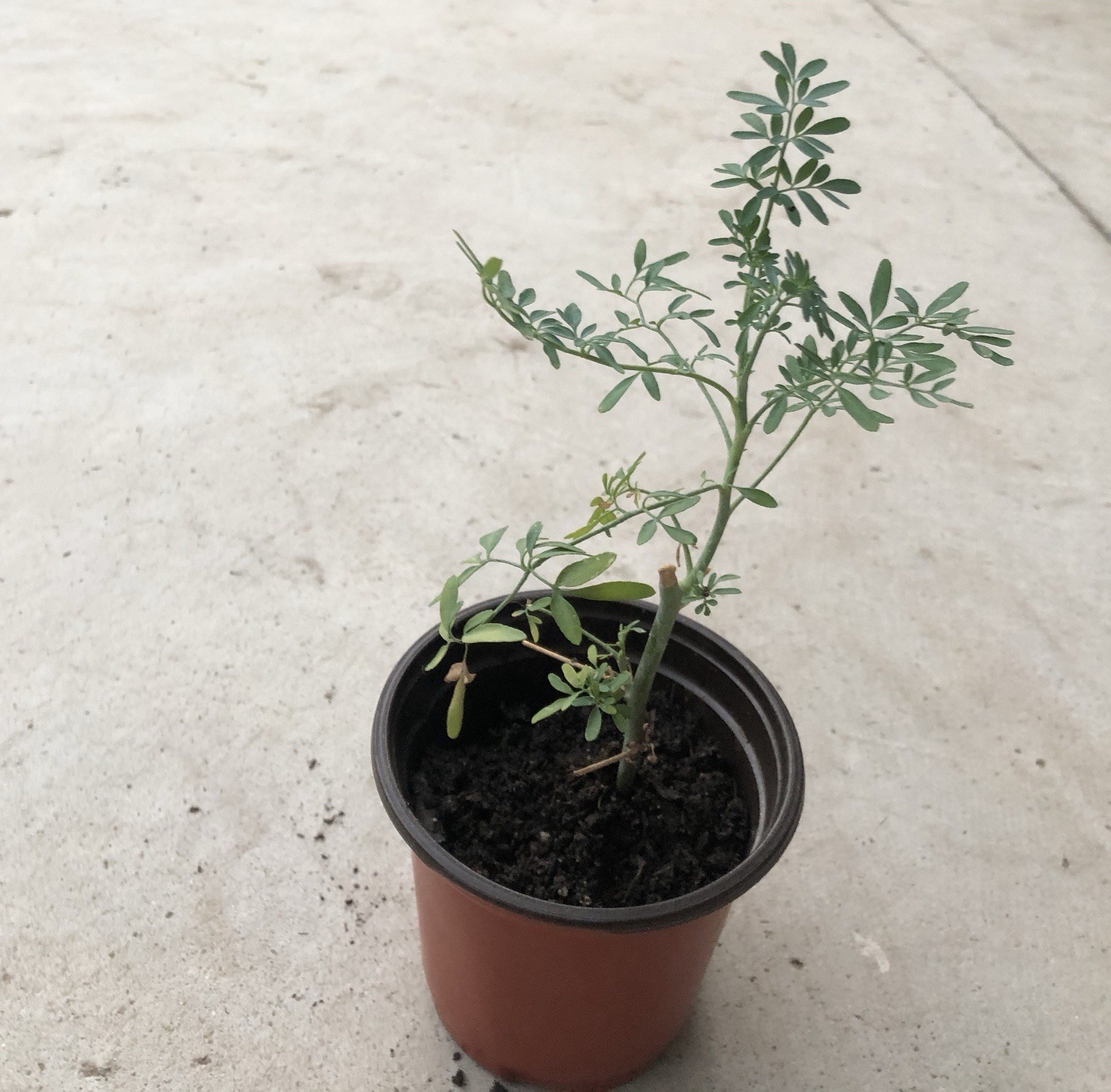 1 Common Rue Plant With Pot Ruda Ruta Graveolens Live Plant Ready To Plant