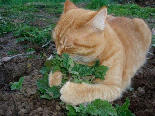 Bad Apples Nuclear Catnip Seed Bombs – Erosion Control System – 1 Acre Mint