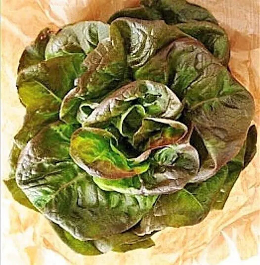 1000 BRONZE MIGNONETTE LETTUCE SEEDS ~ heirloomseedguy ~ 2026 ~ NON-GMO