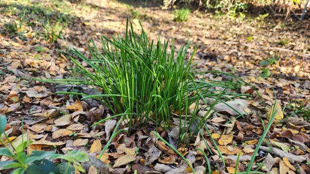 Grape Hyacinth (Muscari) Bulbs (Sprouting Clump)