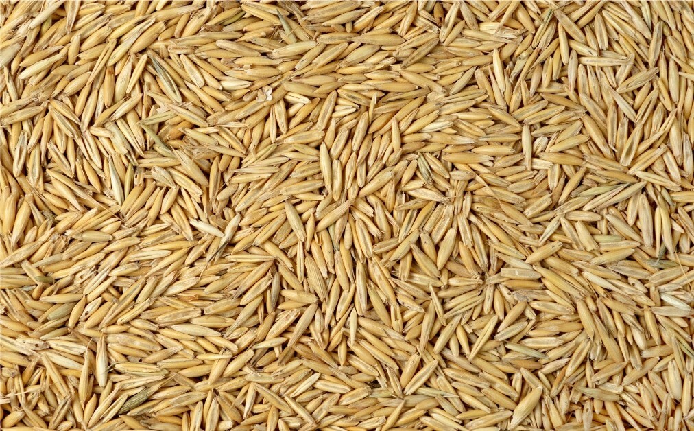 WHOLE OATS –CAT GRASS, FOOD STORAGE, ANIMAL FEED, HORSE FEED SPROUTING 1LB