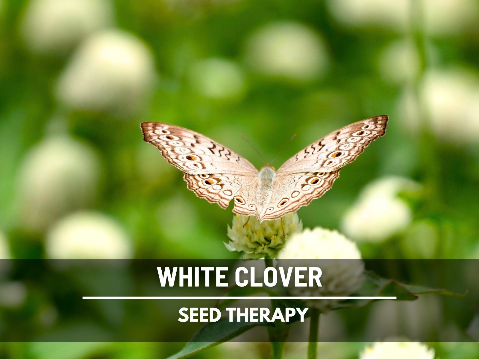 White Clover (Irish Clover) Seeds – Perennial Lawn Alternative, Pollinator