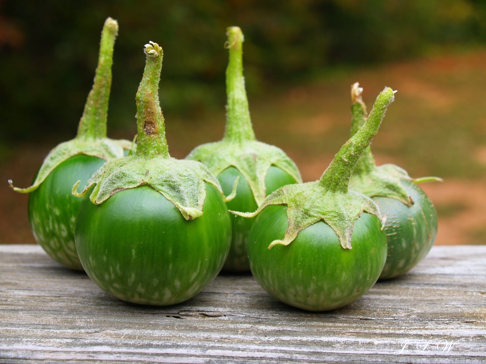 Petch Siam Thai Eggplant Seeds | Green Brinjal Aubergine Baby Asian Seeds 2024