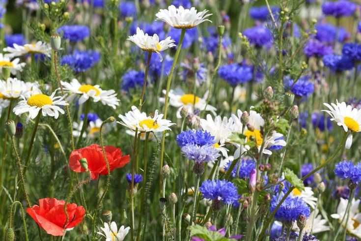 1000+ RED WHITE & BLUE WILDFLOWER MIX ———————THE PATRIOTIC PATCH