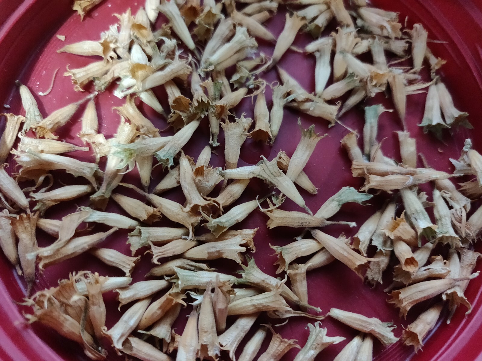 100 WILD DAGGA SEEDS(LEONOTIS LEONURUS/SEMILLAS DE COLA DE LEON