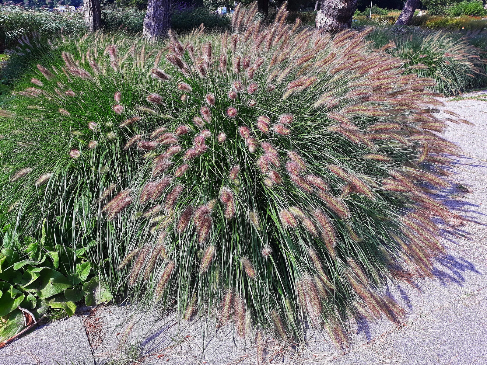 25 Dwarf Purple CHINESE FOUNTAIN GRASS Pennisetum Alopecuroides Hardy Ornamental