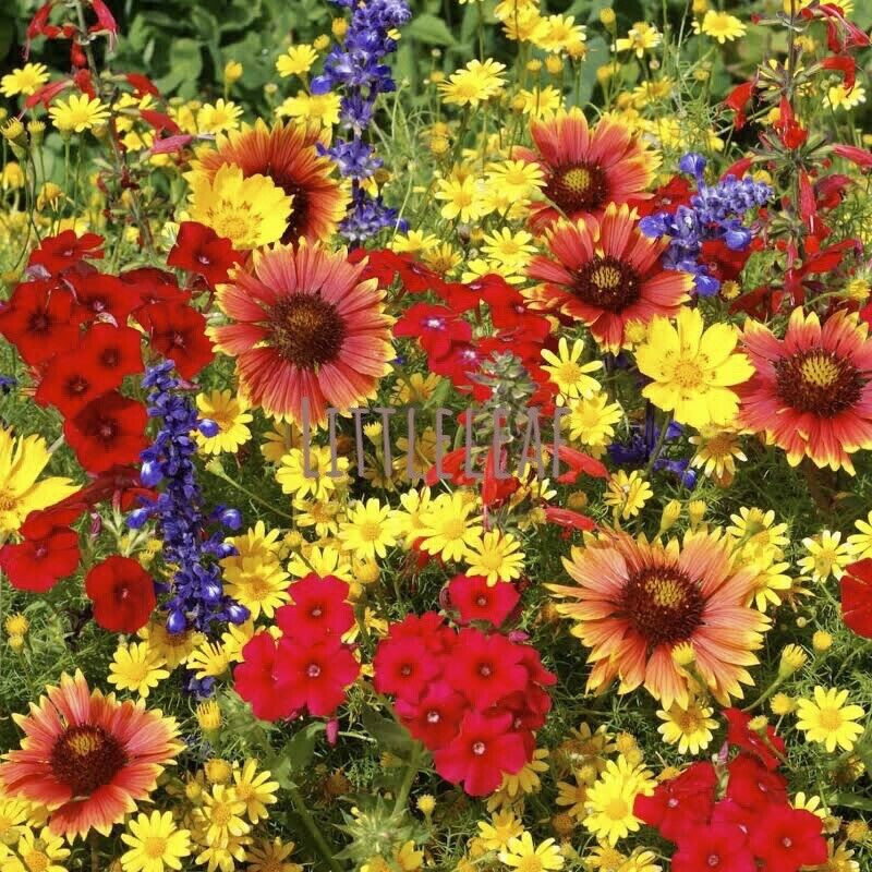 1000+ Annuals & Perennials WildFlower Mix Heirloom Pollinator Non-GMO Fresh Seed