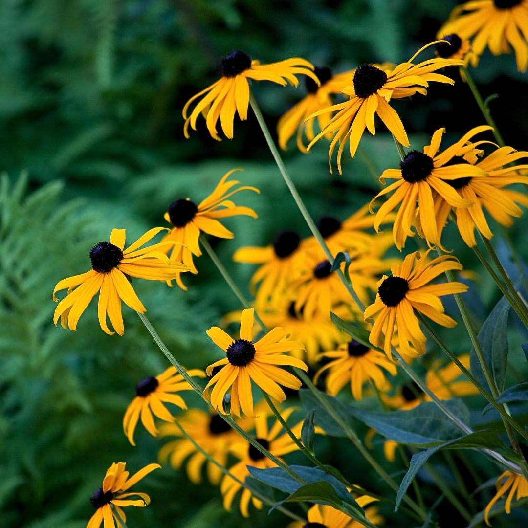 Fresh Premium Elegant Black Eyed Susan Seeds | Heirloom Non-GMO | Flower Seeds