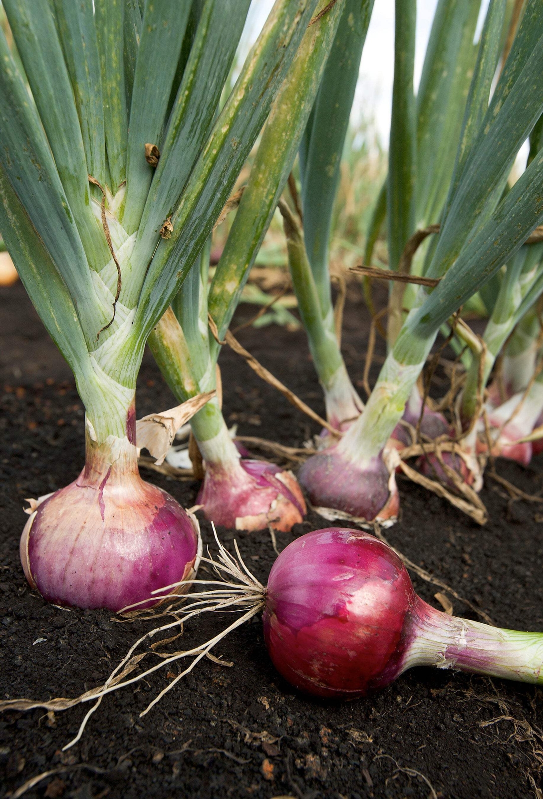 100 SCARLET BANDIT BUNCHING ONION Red Allium Cepa Vegetable Seeds