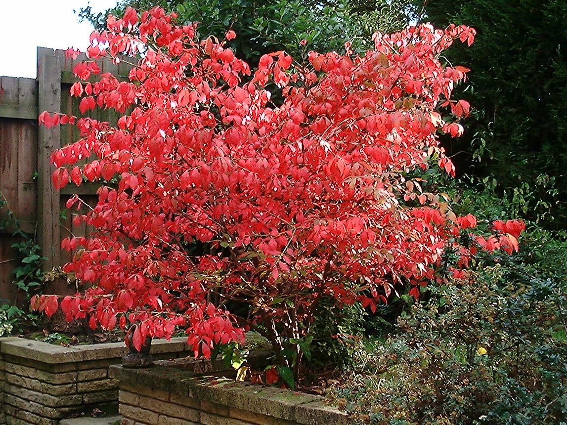 Burning Bush, Euonymus alatus, Shrub Seeds