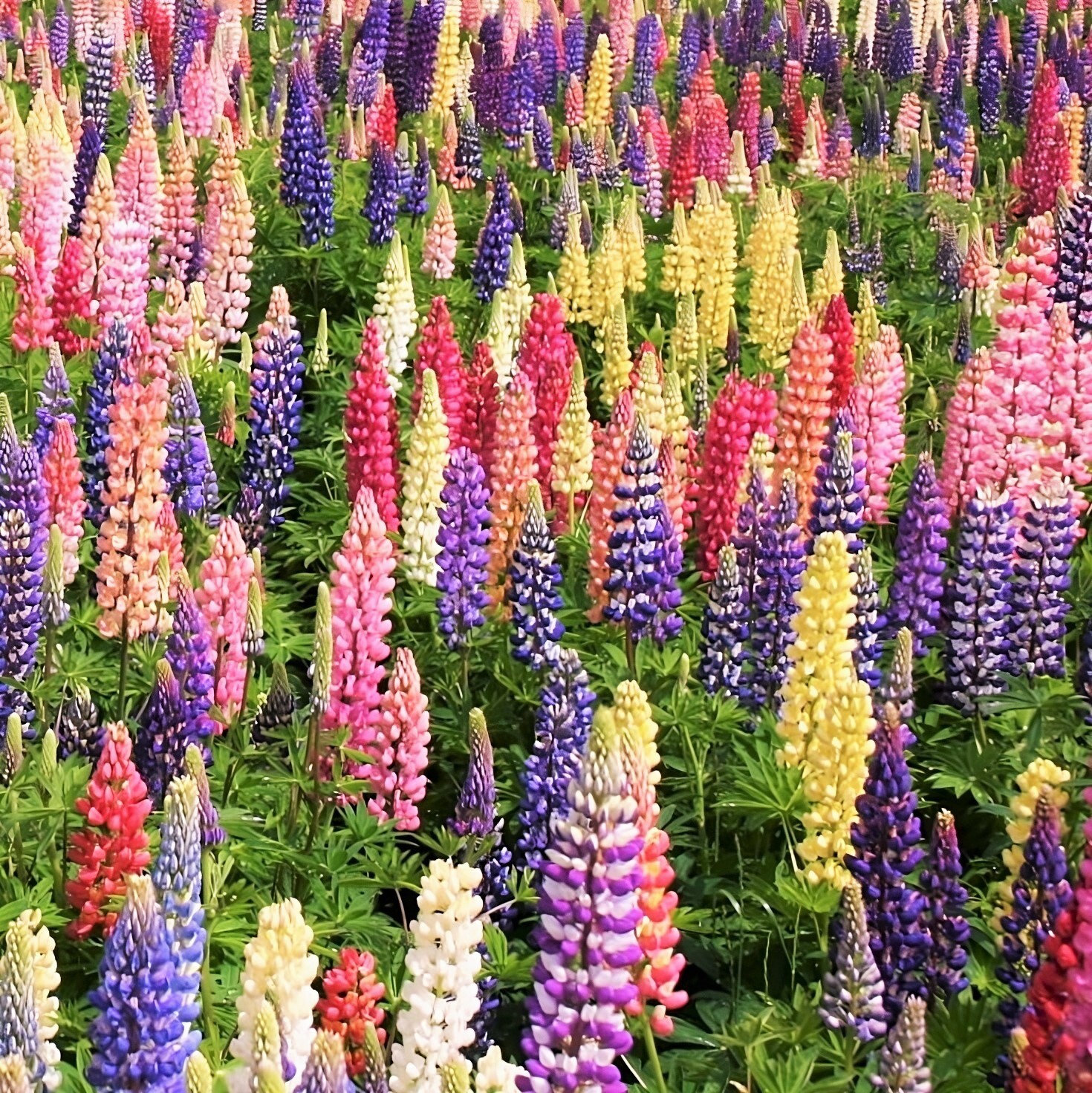 Russell Mix Lupine Seeds | Rainbow Lupin Bluebonnet Perennial Flower Seed 2024