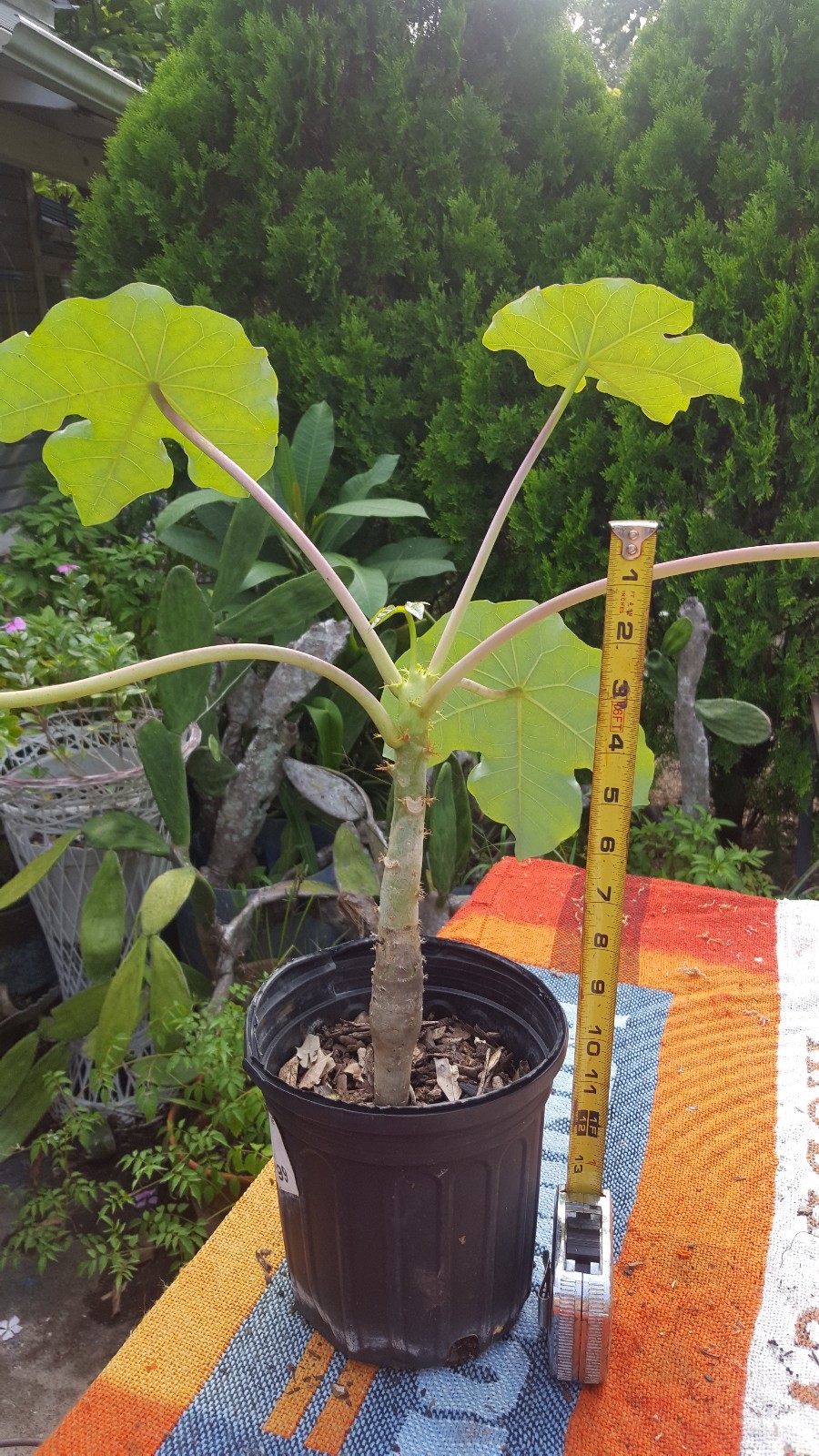 Plant or seeds! RARE! Buddha Belly Plant BONSAI FAT Caudex not desert rose wow