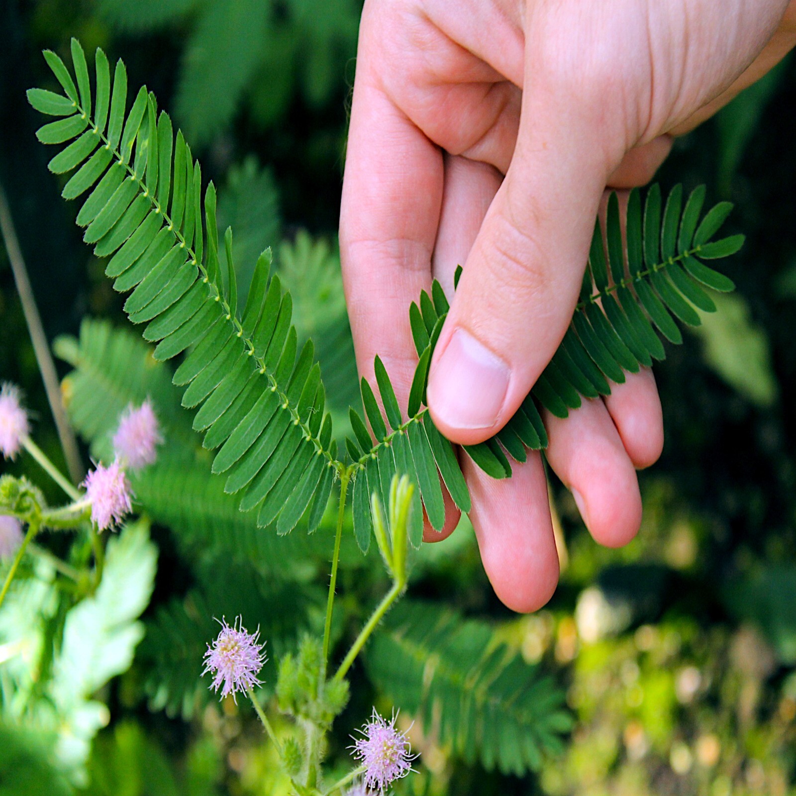 Dwarf (Mimosa pudica) “Sensitive Plant” Tropical Houseplant Flower Tree Seeds