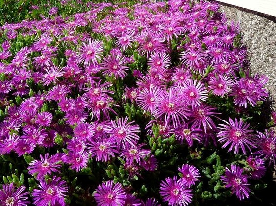 20 ICE PLANT Seeds (Delosperma Cooperi) Daisy Flower Hardy Ground Cover Plant