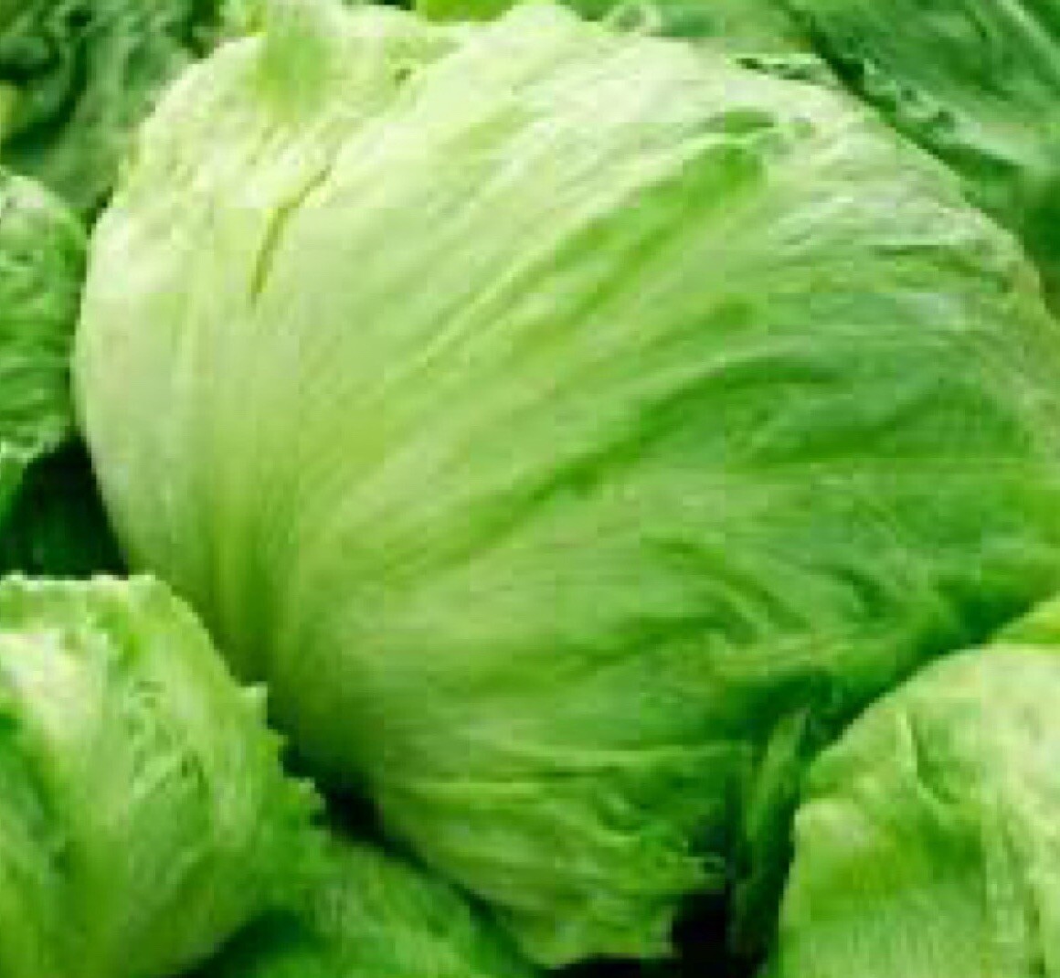 1200+ ICEBERG BATAVIAN LETTUCE SEEDS (Lactuca sativa) | Non-GMO – USA FREE SHIP