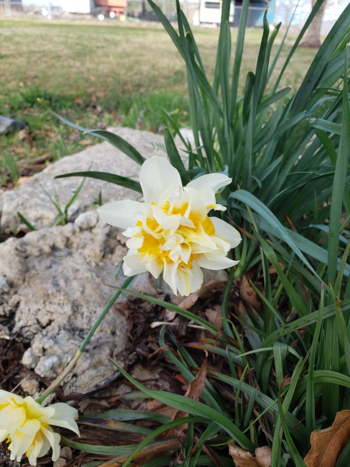 Daffodil Paperwhite / Various Live Bulbs Large Single Bloom Flower Set of 10