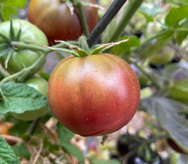 10 seeds Dwarf Velvet Night Tomato Purple cherry ORGANIC Rare Variety DTP
