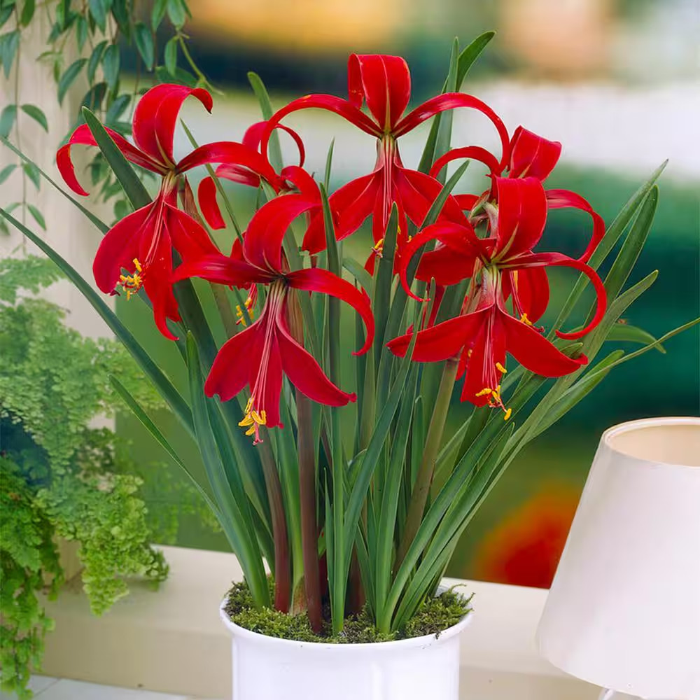 16 Cm/18 Cm, Aztec Lily Sprekelia Flower Bulbs (Bag of 5)
