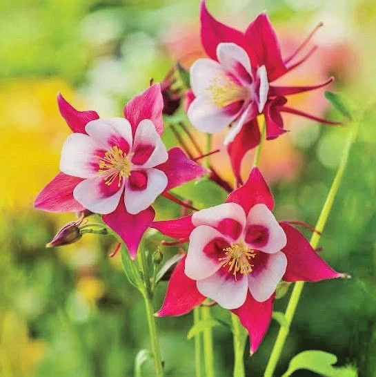 20 rare columbine flower seeds for spring summer Blue Yellow White red colorful