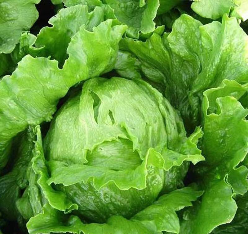 1000+ Iceberg Lettuce Seeds Crisphead Romaine Lettuce Bulk Lettuce seeds USA